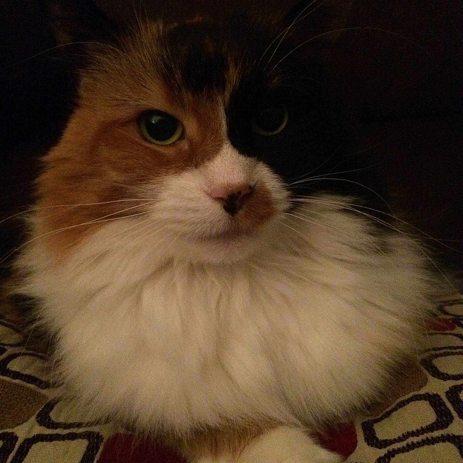 Bella