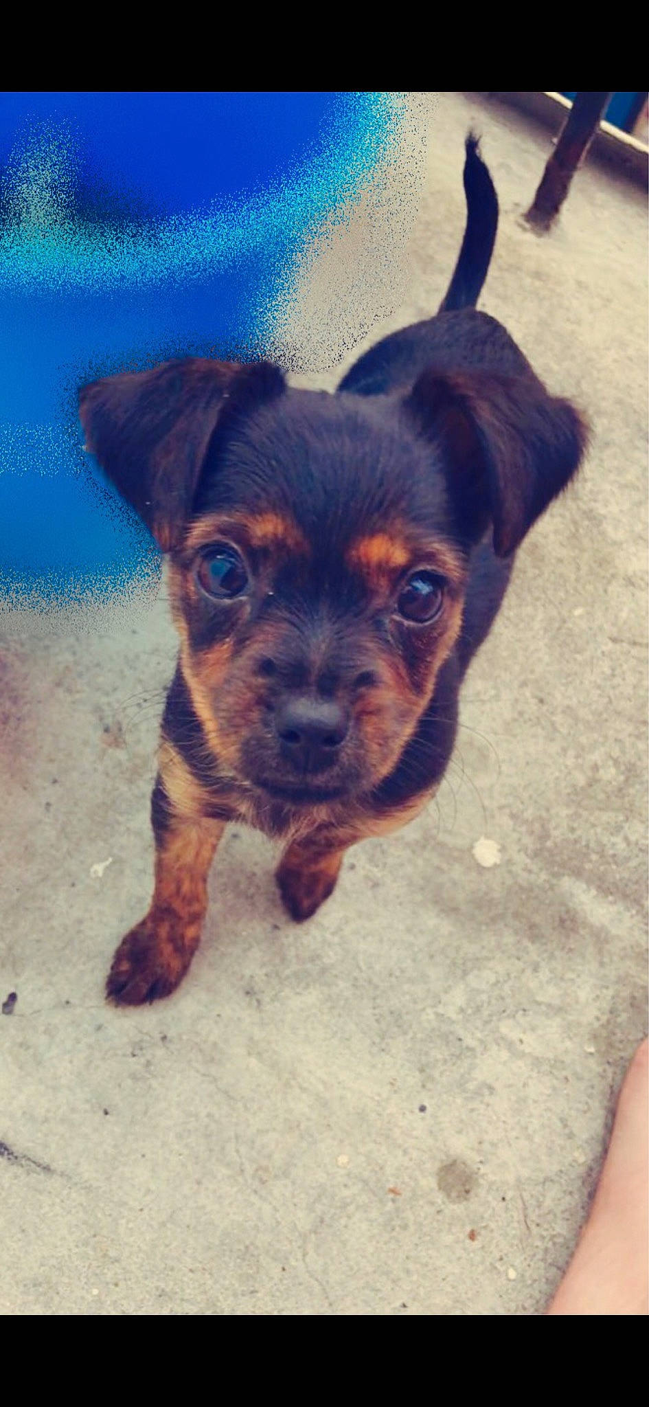 Schtroumpfette participe au concours pour gagner de l'argent avec cette photo : canidae, carnivore, cloud, companion_dog, dog, dog_breed, electric_blue, fawn, fur, guard_dog, plant, puppy, sky, snout, sporting_group, terrestrial_animal, toy_dog, whiskers, working_animal, working_dog