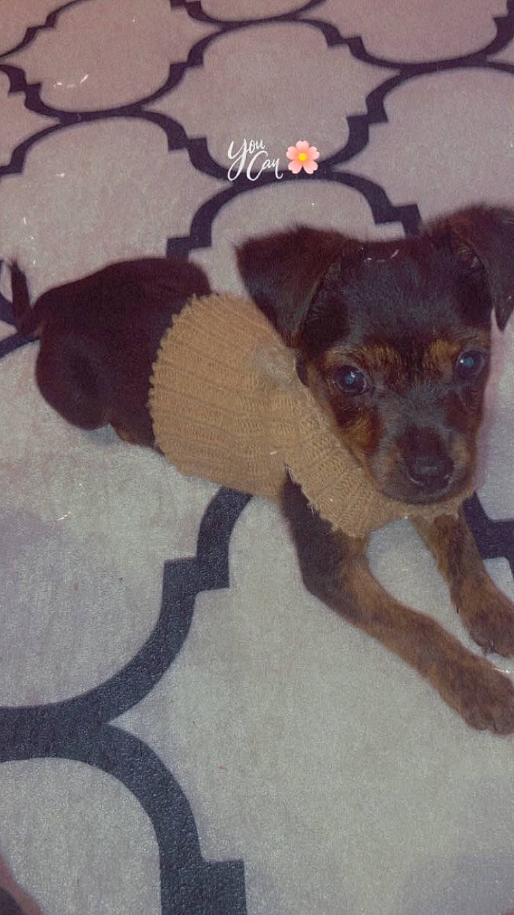 Schtroumpfette participe au concours pour gagner de l'argent avec cette photo : canidae, carnivore, chihuahua, companion_dog, dog, dog_breed, dog_supply, fawn, flooring, fur, pattern, paw, road_surface, snout, sporting_group, tail, terrestrial_animal, toy_dog, whiskers, working_animal