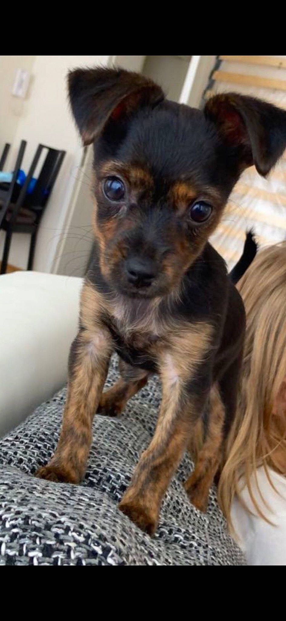 Schtroumpfette a rejoint le concours — aidez-le/la à gagner de superbes lots ! canidae, carnivore, chair, companion_dog, dog, dog_breed, ear, fawn, fur, guard_dog, puppy, sporting_group, terrestrial_animal, toy_dog, whiskers, working_animal, working_dog