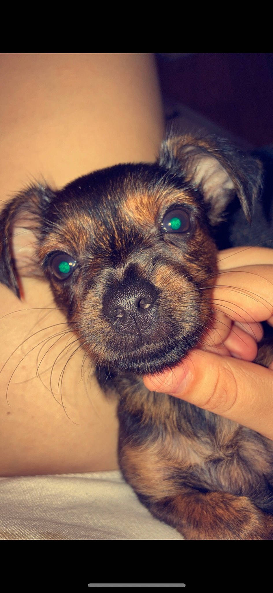 Schtroumpfette participe au concours pour gagner de l'argent avec cette photo : canidae, carnivore, companion_dog, dog, dog_breed, ear, eye, fawn, fur, head, liver, pug, small_terrier, snout, sporting_group, terrier, toy_dog, whiskers, working_animal, wrinkle