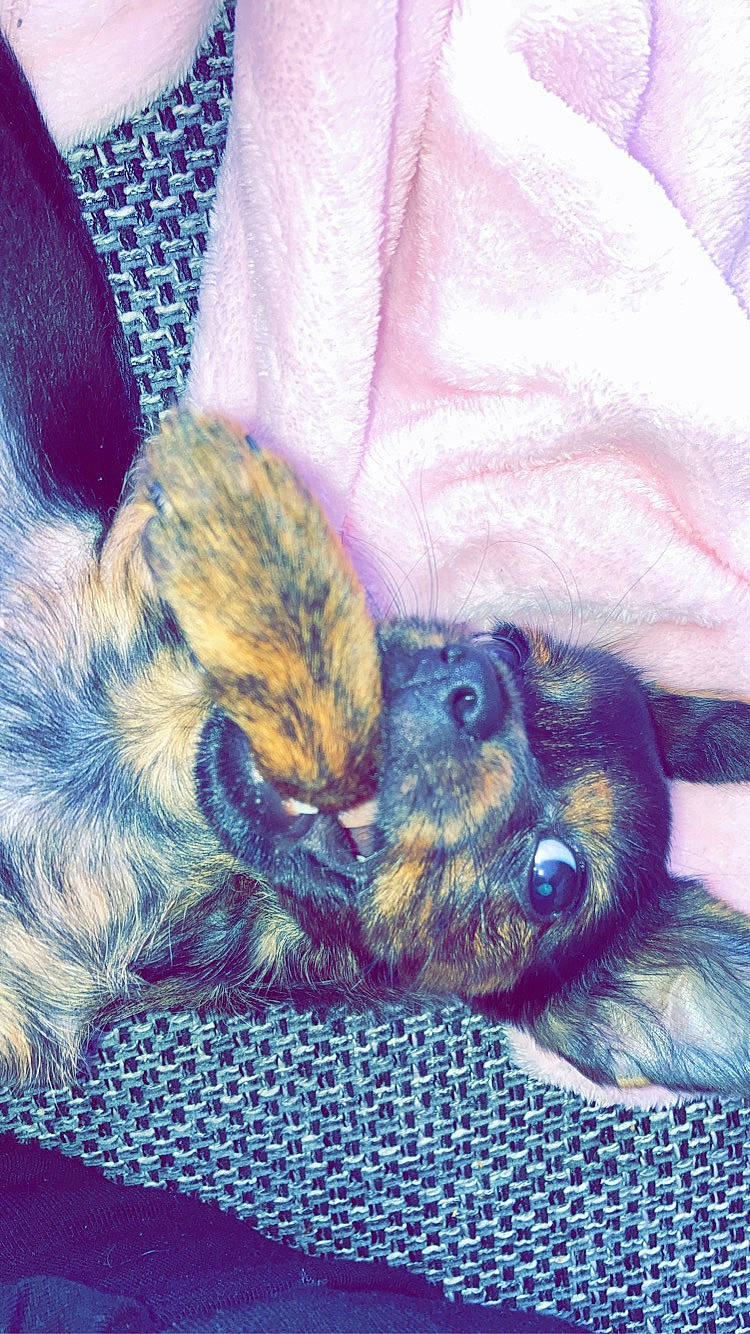 Schtroumpfette participe au concours pour gagner de l'argent avec cette photo : art, canidae, cloud, comfort, companion_dog, dog_breed, ear, electric_blue, fawn, felidae, fur, happy, liver, mammal, painting, paw, rabbits_and_hares, snout, sporting_group, whiskers