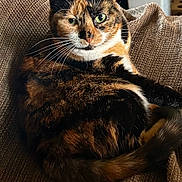 émeraude participe au concours pour gagner de l'argent avec cette photo : animal, brown, cat, close_up, couch, cozy, cute, domestic_cat, feline, fur, green_eyes, home, indoor, pet, portrait, relaxed, resting, texture, tortoiseshell, whiskers