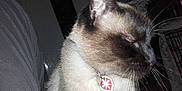 Gulliver participe au concours pour gagner de l'argent avec cette photo :