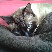 Gulliver participe au concours pour gagner de l'argent avec cette photo :