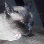 Gulliver participe au concours pour gagner de l'argent avec cette photo :