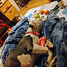 dog, sleeping, lying_down, bed, blanket, blue_blanket, red_collar, spotted_coat, indoor, bedroom, home, furniture, fruit, orange, lime, remote_control, dresser, folding_chair, relaxed, nap