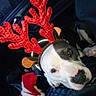 Mala Carrillo is registered to the contest to win money with this photo: dog, pet, holiday, christmas, reindeer_antlers, costume, santa_plush, festive, car_interior, portrait, close_up, white_and_brown, blue_eyes, nose, animal, companion, head, sitting, photography, funny