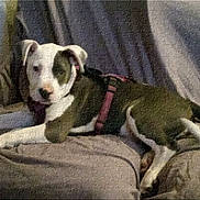 Mala Carrillo is registered to the contest to win money with this photo: dog, puppy, canine, pet, animal, couch, sofa, indoor, harness, pink_harness, lying_down, resting, face, eyes, nose, black_and_white, brown, white, jigsaw_puzzle, logo