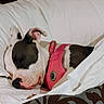 Mala Carrillo joined the competition — help win amazing prizes! animal_portrait, bed, bedding, bedroom, black_and_white, bull_terrier, closed_eyes, collar, cozy, dog, indoor, lying_down, paws, pet, pillows, pink_harness, relaxed, sleeping, snout, white_dog