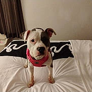 Mala Carrillo is registered to the contest to win money with this photo: air_conditioner, bed, bedroom, black_nose, blanket, brown_eyes, canine, curtains, dog, floppy_ears, front_facing, gray_markings, indoor, pet, pillow, pink_harness, portrait, sitting, standing, white_dog