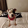 air_conditioner, bed, bedroom, black_nose, blanket, brown_eyes, canine, curtains, dog, floppy_ears, front_facing, gray_markings, indoor, pet, pillow, pink_harness, portrait, sitting, standing, white_dog