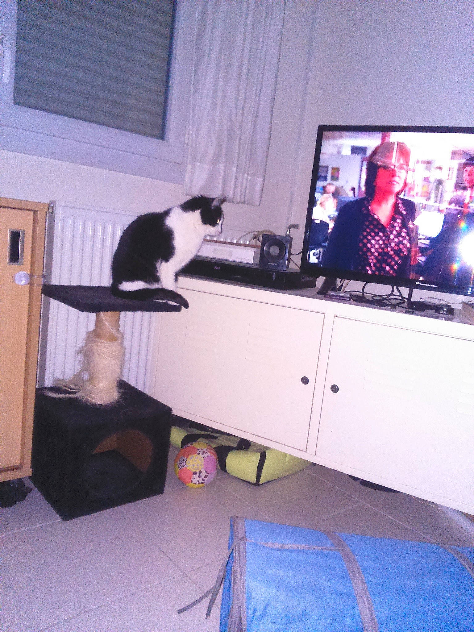 Carma a rejoint le concours — aidez-le/la à gagner de superbes lots ! carnivore, cat, felidae, furniture, interior_design, person, room, small_to_medium_sized_cats, table