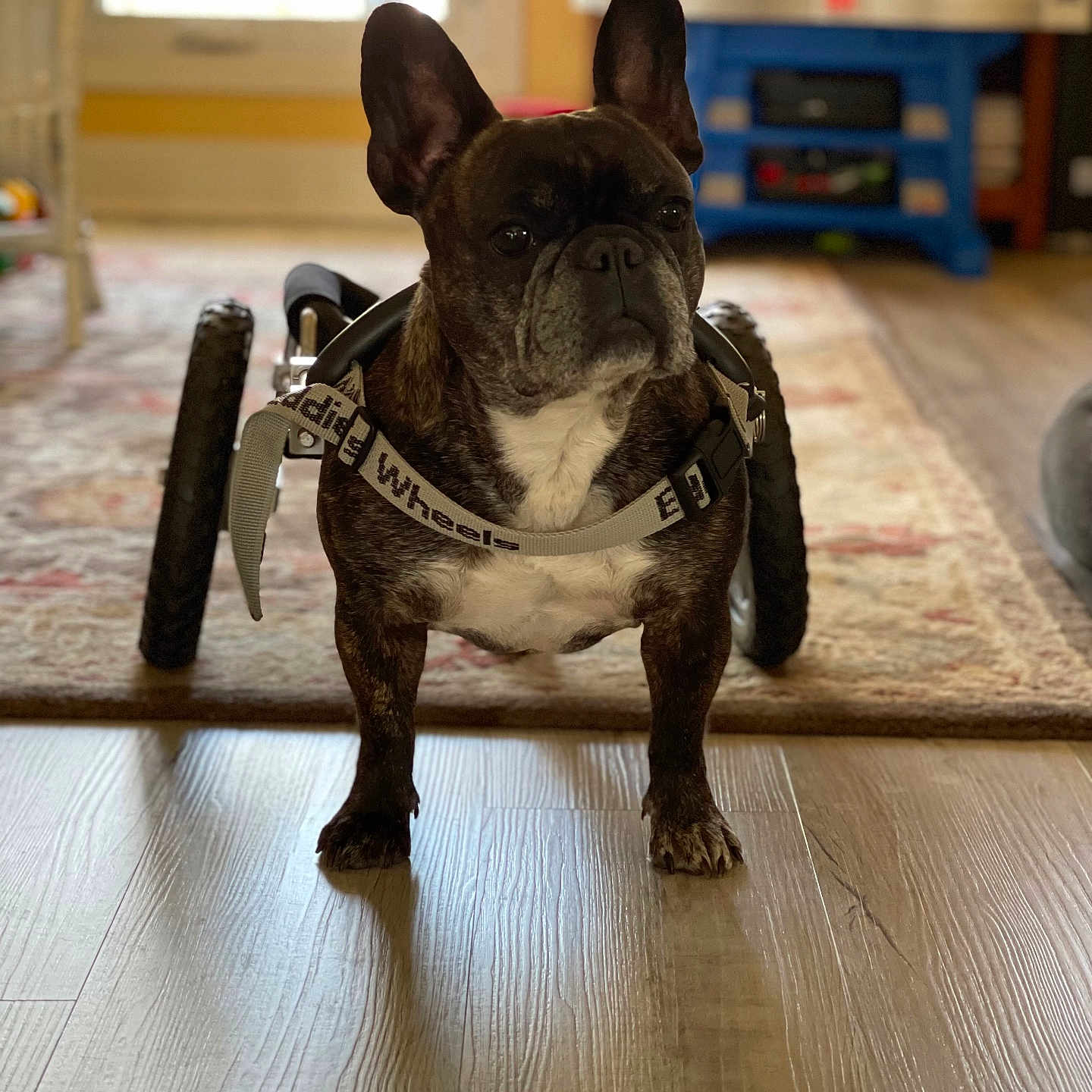 Zoey joined the competition — help win amazing prizes! animal, bostonbull, boxer, bulldog, canine, chair, dog, frenchbulldog, furniture, hardwood, indoors, interiordesign, machine, pet, pitbull, puppy, stainedwood, wheel, wood