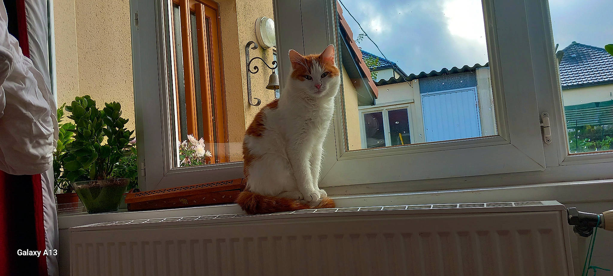 Ramses a rejoint le concours — aidez-le/la à gagner de superbes lots ! building, carnivore, cat, domestic_short_haired_cat, facade, fawn, felidae, fixture, flowerpot, fur, houseplant, plant, sash_window, small_to_medium_sized_cats, snout, tail, whiskers, window, window_covering, wood