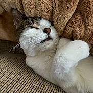 Leo is registered to the contest to win money with this photo: animal, blanket, brown, cat, closeup, cozy, cute, fur, indoor, mammal, nap, paw, pet, relaxed, resting, sleeping, soft, tabby, whiskers, white