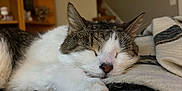 Leo is registered to the contest to win money with this photo: animal, blanket, cat, closeup, comfort, cozy, decor, feline, furniture, home_interior, indoor, paw, pet, relaxation, resting, shelf, sleeping, soft, tabby, white_fur