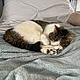 Leo joined the competition — help win amazing prizes! bed, blanket, brown, cat, cozy, curled_up, cute, feline, fur, indoor, paw, pet, pillow, relaxed, resting, sleeping, soft, tabby, whiskers, white
