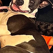 Sister is registered to the contest to win money with this photo: dog, black_and_white, smiling, pet, canine, lying_down, collar, domestic_animal, happy, closeup, indoor, fur, ears, tongue, playful, cute, face, relaxed, animal, mammal