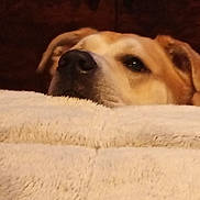 Amy is registered to the contest to win money with this photo: animal, blanket, brown, comfort, cozy, curious, cute, dog, ears, face, fur, indoor, nose, pet, relaxation, resting, sleepy, snout, warm, white