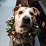 Amy is registered to the contest to win money with this photo: animal, background, blurred, bottle, brown_dog, close_up, collar, curious, decor, dog, festive, floor, garland, holiday, indoor, looking_up, pet, shelf, tinsel, two_dogs
