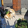 Amy joined the competition — help win amazing prizes! animal, canine, chain_link_fence, collar, concrete, daylight, dog, fence, garden, nature, outdoor, pet, plant, relaxed, shadow, sitting, sunlight, sunny, tan_dog, yard