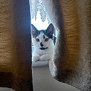 Mochi joined the competition — help win amazing prizes! cat, curtains, window, windowsill, lace_curtain, black_and_white_cat, animal, pet, indoor, resting, curious, feline, soft_light, closeup, portrait, cozy, home, relaxed, pattern, texture