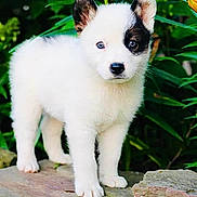 Chris Depaul joined the competition — help win amazing prizes! puppy, dog, white_fur, black_patch, blue_eyes, stone_slab, green_foliage, outdoor, animal, pet, cute, young, fur, standing, alert, nature, leafy_background, small, adorable, portrait