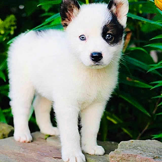 Chris Depaul joined the competition — help win amazing prizes! adorable, alert, animal, black_patch, blue_eyes, cute, dog, fur, green_foliage, leafy_background, nature, outdoor, pet, portrait, puppy, small, standing, stone_slab, white_fur, young