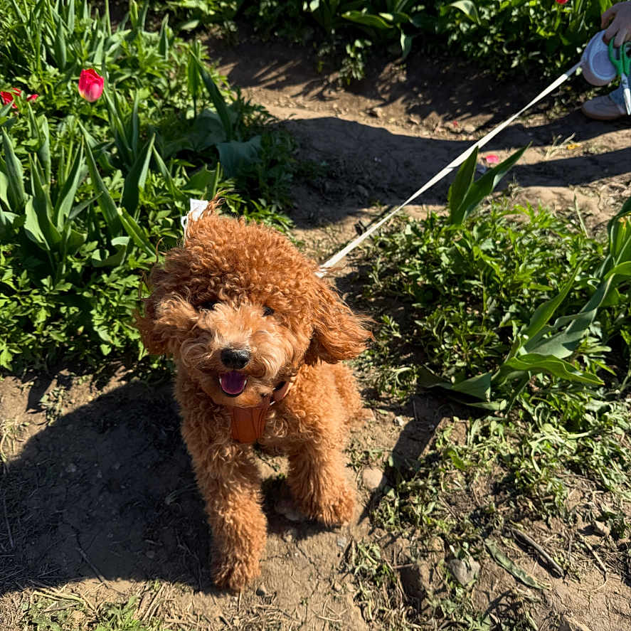 Nala joined the competition — help win amazing prizes! animal, canine, curly_fur, cute, daytime, dog, flowers, garden, greenery, happy, leash, nature, outdoor, path, pet, playful, spring, sunlight, tulips, walking