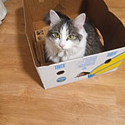 Mooey is registered to the contest to win money with this photo: abyssinian, animal, box, cardboard, carton, cat, computer, electronics, hardwood, indoors, kitten, laptop, manx, package, packagedelivery, pc, person, pet, plywood, wood