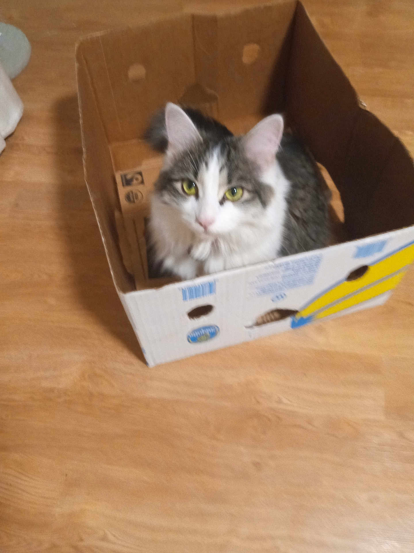 Mooey is registered to the contest to win money with this photo: abyssinian, animal, box, cardboard, carton, cat, computer, electronics, hardwood, indoors, kitten, laptop, manx, package, packagedelivery, pc, person, pet, plywood, wood