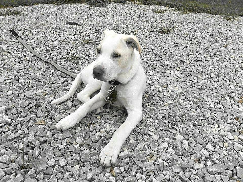 Spencer joined the competition — help win amazing prizes! canidae, carnivore, dog, dog_breed, dogo_argentino, fawn, mammal, non_sporting_group, snout, sporting_group, street_dog