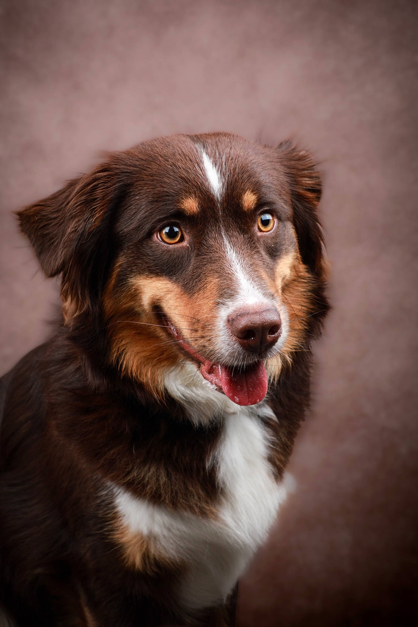 Blue a rejoint le concours — aidez-le/la à gagner de superbes lots ! australian_collie, australian_shepherd, ball, border_collie, carnivore, companion_dog, darkness, dog, dog_breed, door, fur, herding_dog, miniature_australian_shepherd, sporting_group, terrestrial_animal, whiskers, working_dog