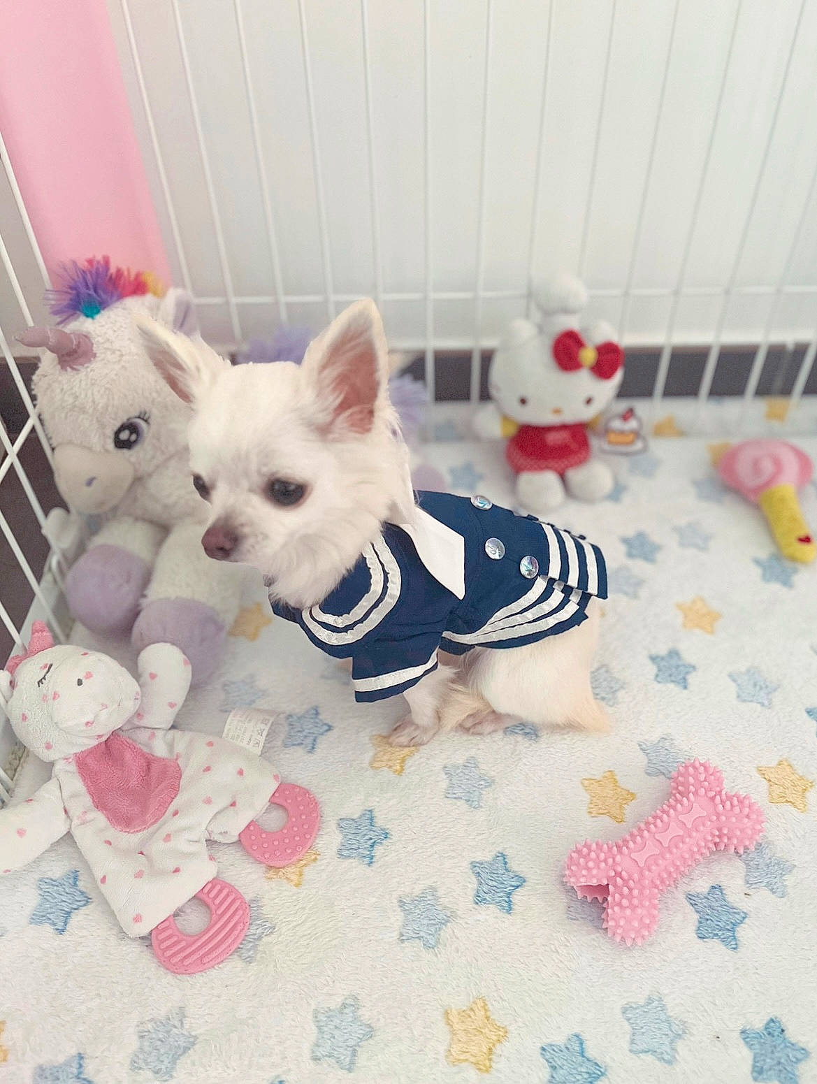 Gioia a rejoint le concours — aidez-le/la à gagner de superbes lots ! carnivore, companion_dog, dog, dog_breed, dog_clothes, dog_supply, fawn, felidae, flooring, fur, party_hat, pattern, pet_supply, pink, small_to_medium_sized_cats, stuffed_toy, tail, toy, toy_dog, whiskers