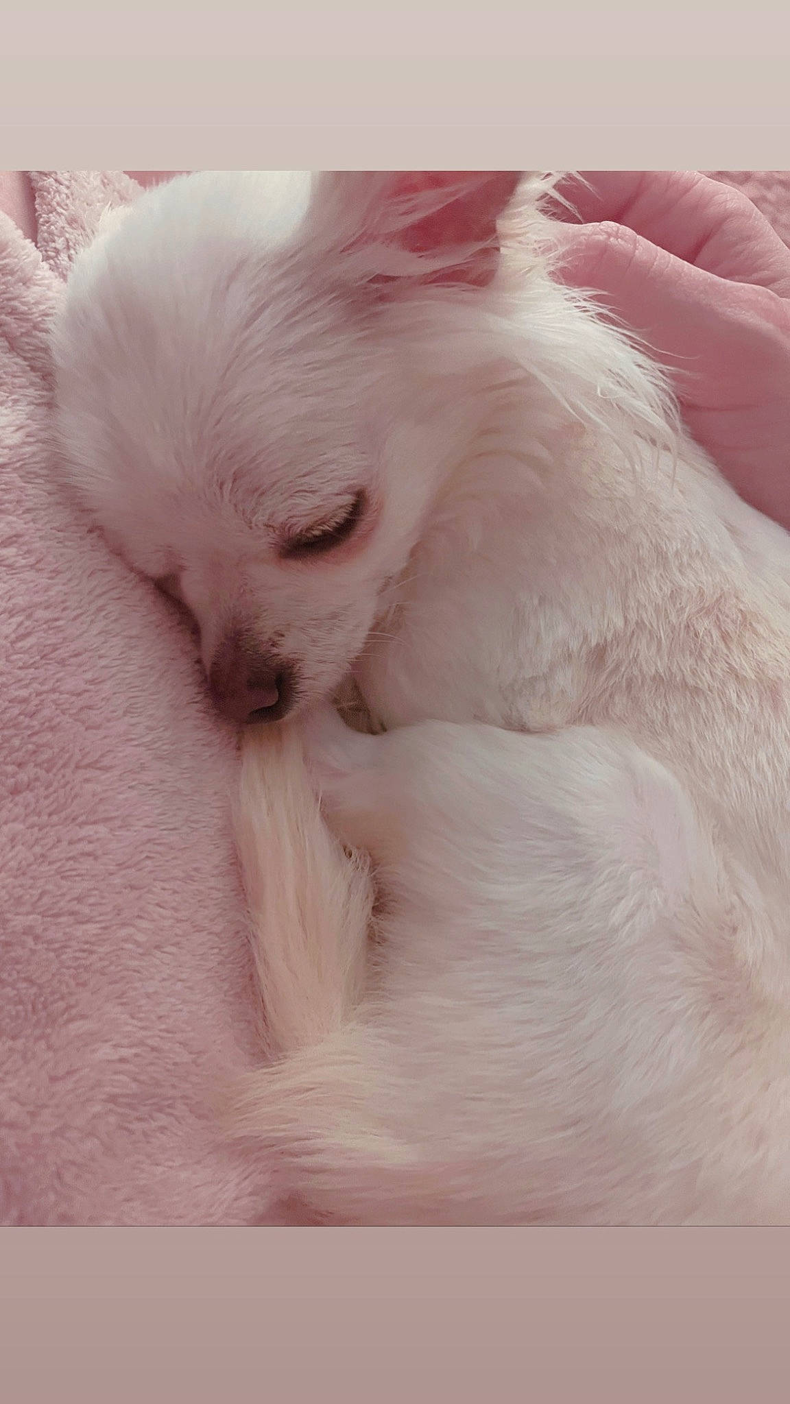 Gioia participe au concours pour gagner de l'argent avec cette photo : canidae, carnivore, companion_dog, dog, dog_breed, ear, eyelash, fawn, fur, paw, terrestrial_animal, whiskers