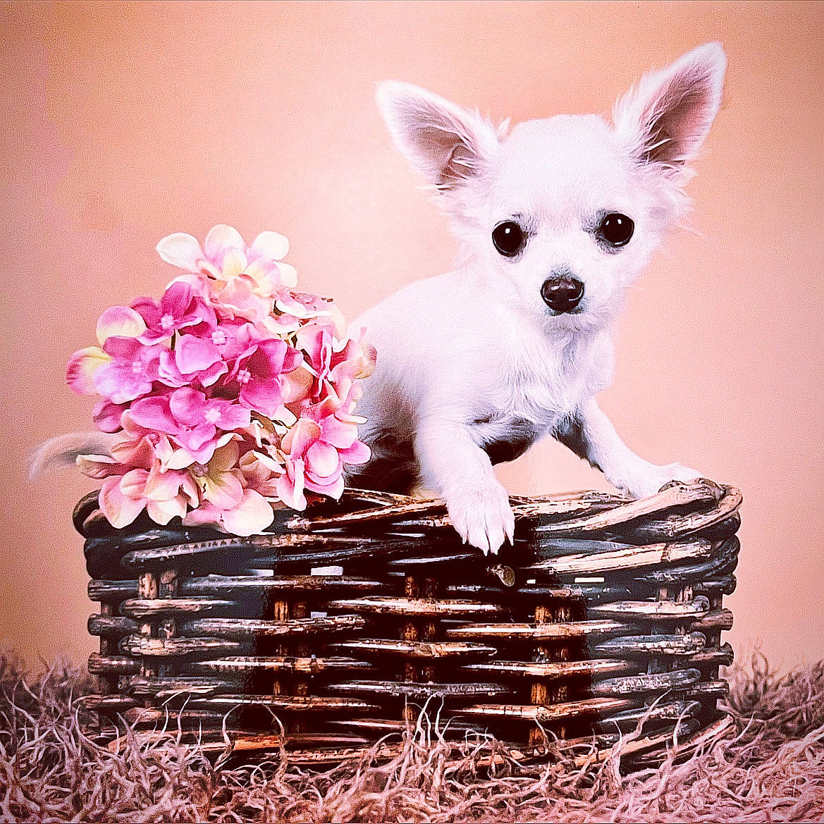 Gioia a rejoint le concours — aidez-le/la à gagner de superbes lots ! art, beauty, carnivore, companion_dog, dog, dog_breed, dog_supply, fawn, flower, fur, grass, magenta, petal, pink, plant, snout, toy_dog, whiskers, white, wood