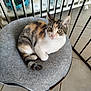 abyssinian, animal, architecture, balcony, bed, building, cat, chair, crib, cushion, furniture, homedecor, house, indoors, infantbed, kitten, manx, pet, railing, table