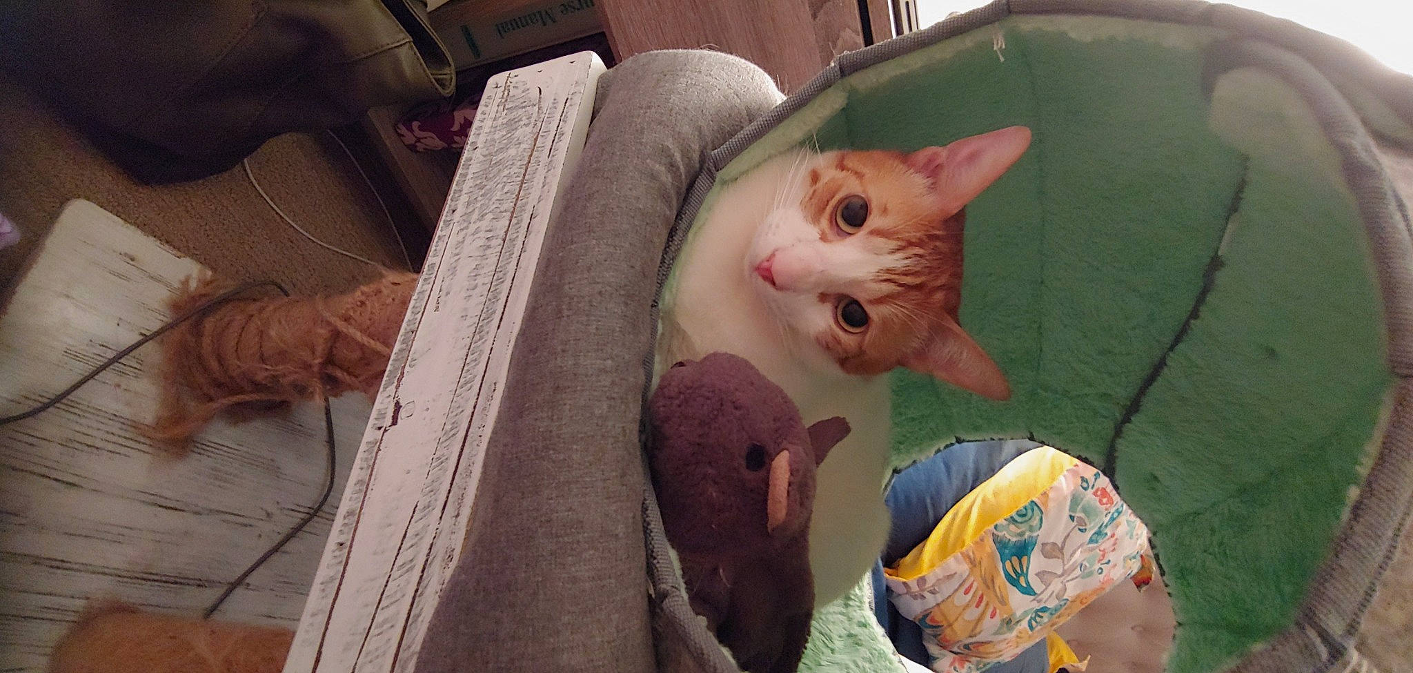 Milton is registered to the contest to win money with this photo: car_seat, carnivore, cat, claw, comfort, domestic_short_haired_cat, ear, fawn, felidae, fur, plant, small_to_medium_sized_cats, tail, vehicle_door, whiskers