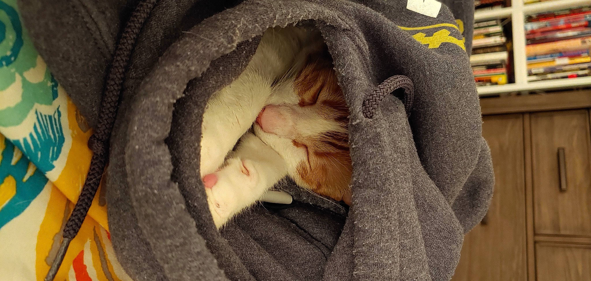 Milton is registered to the contest to win money with this photo: ball, carnivore, cat, cat_bed, cat_supply, comfort, companion_dog, dog_breed, domestic_short_haired_cat, fang, fawn, felidae, fur, linens, shelf, small_to_medium_sized_cats, snout, tail, textile, whiskers