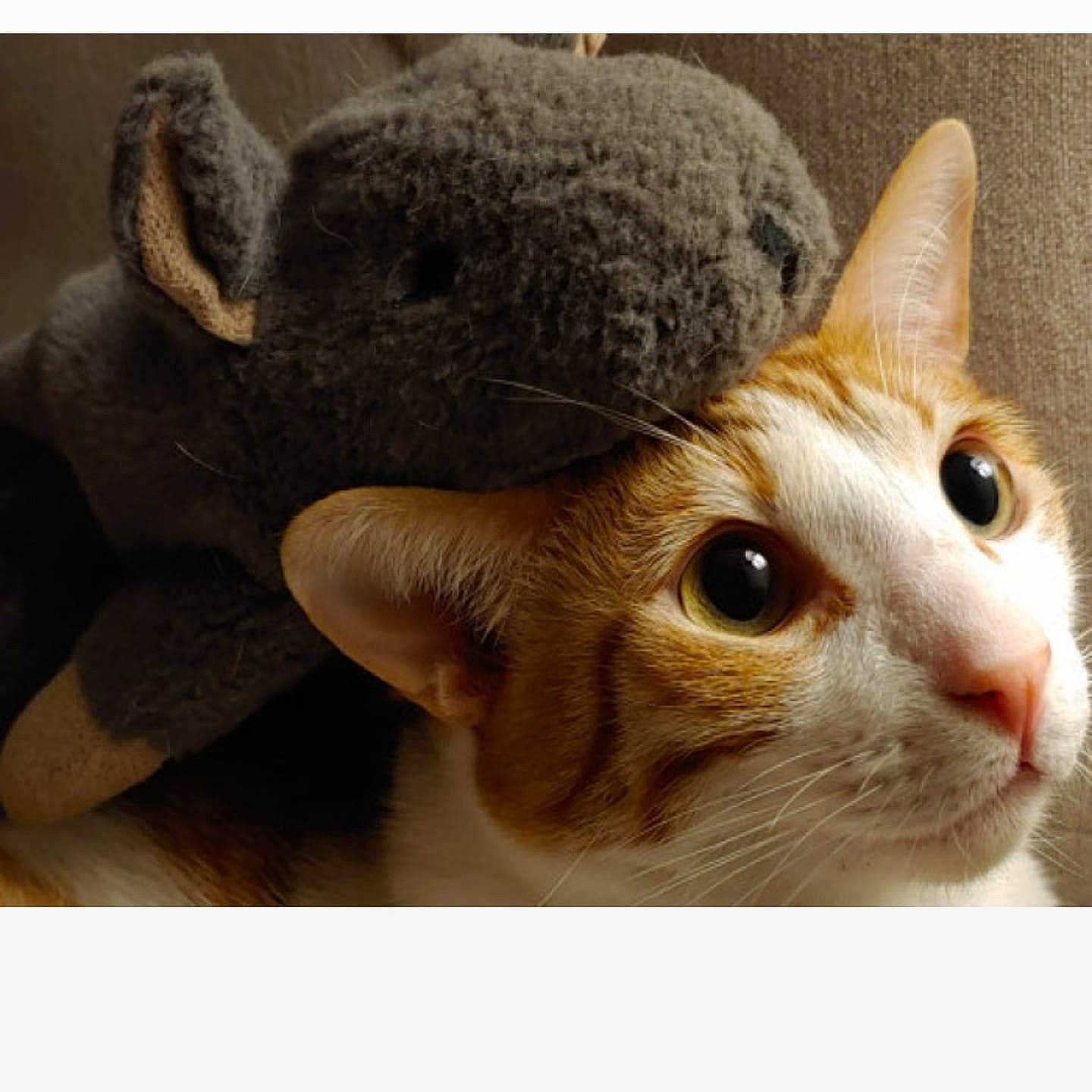 Milton is registered to the contest to win money with this photo: carnivore, cat, comfort, domestic_short_haired_cat, ear, eyelash, fawn, felidae, fur, mammal, paw, rectangle, small_to_medium_sized_cats, tail, vertebrate, whiskers