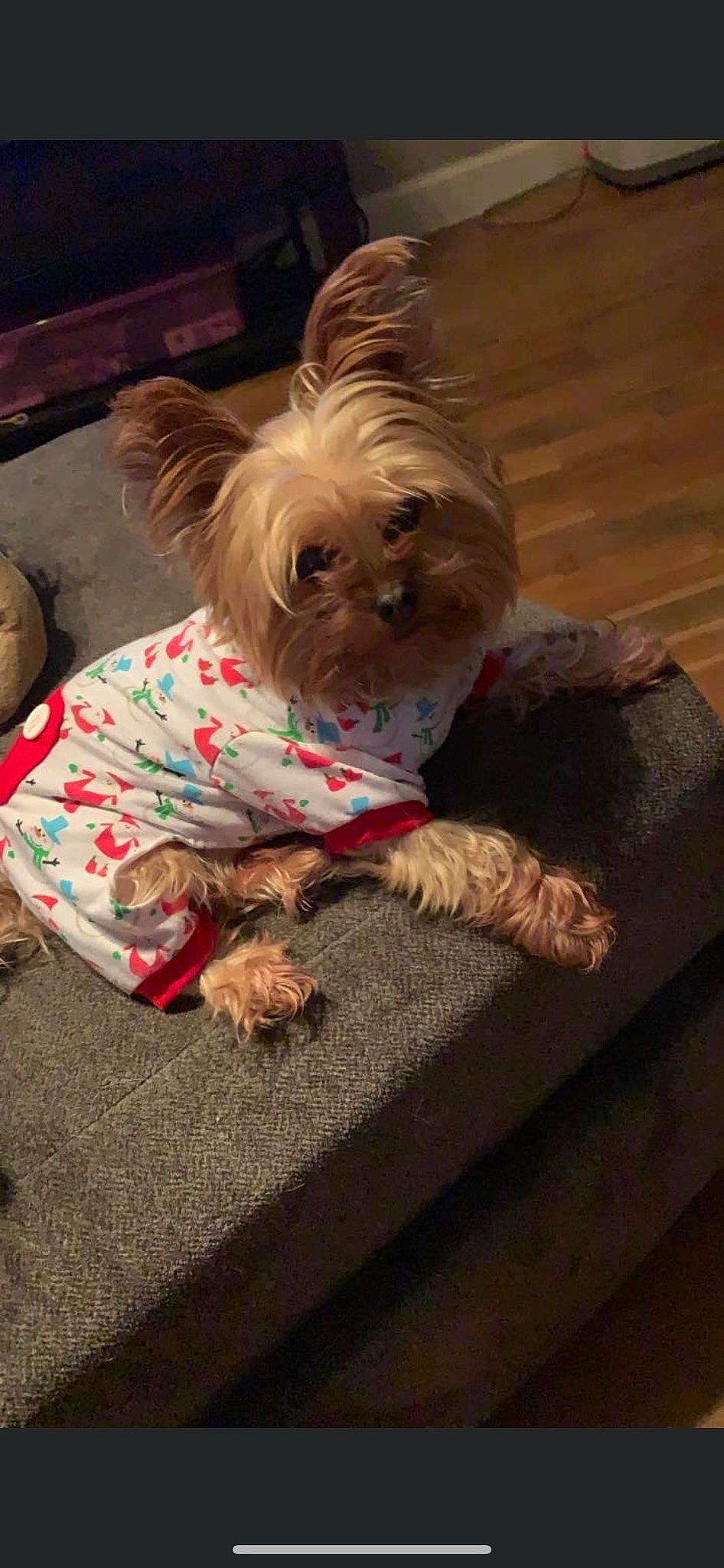 Tuffy joined the competition — help win amazing prizes! canidae, carnivore, chinese_crested_dog, companion_dog, dog, dog_breed, dog_clothes, dog_supply, fashion_accessory, fawn, fur, liver, pet_supply, small_terrier, snout, sporting_group, terrier, toy_dog, wood, working_animal