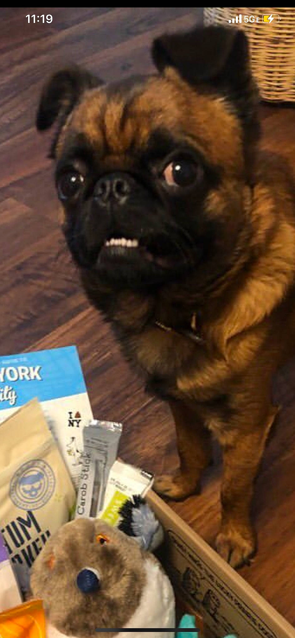 Gordon is registered to the contest to win money with this photo: banknote, canidae, carnivore, cash, companion_dog, currency, dog, dog_breed, fawn, fur, money, money_handling, non_sporting_group, paper, pug, snout, sporting_group, terrestrial_animal, toy_dog, wrinkle