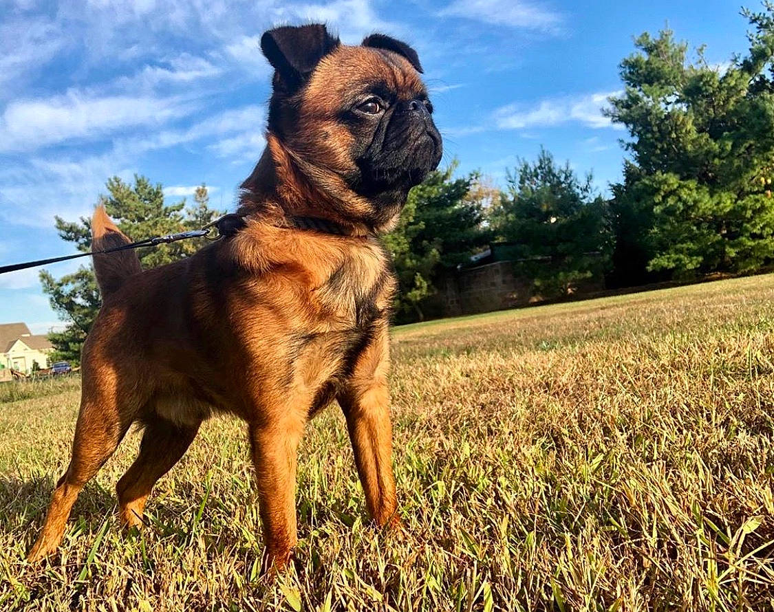 Gordon is registered to the contest to win money with this photo: bulldog, canidae, carnivore, cloud, companion_dog, dog, dog_breed, fawn, grass, grassland, molosser, ori_pei, plant, sky, snout, sporting_group, terrestrial_animal, tree, working_dog, wrinkle