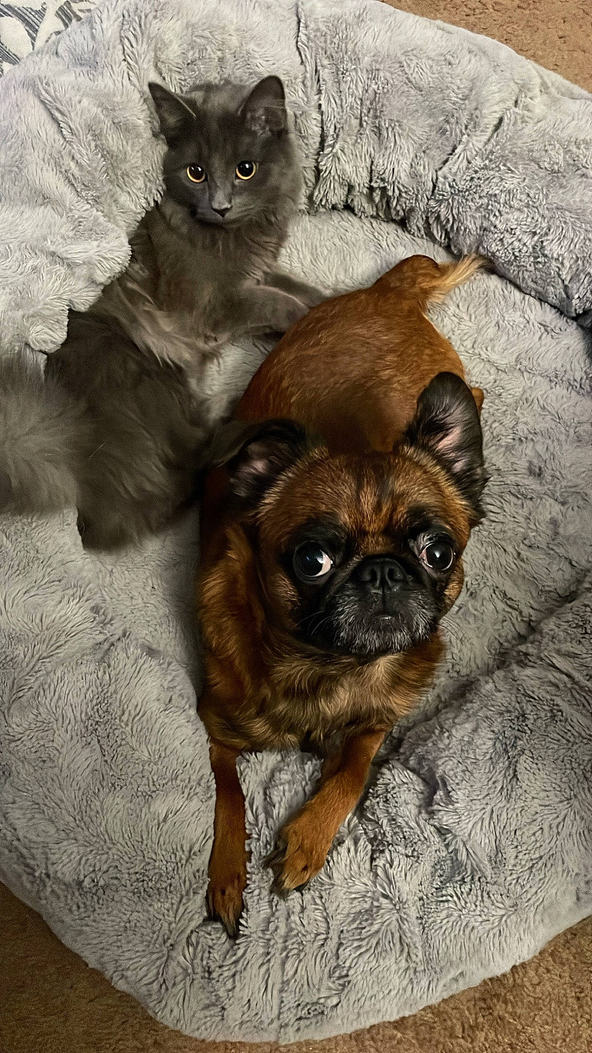 Gordon is registered to the contest to win money with this photo: canidae, carnivore, cat, comfort, companion_dog, dog, dog_breed, domestic_short_haired_cat, fawn, felidae, fur, liver, small_to_medium_sized_cats, snout, sporting_group, terrestrial_animal, toy_dog, whiskers, working_animal, wrinkle