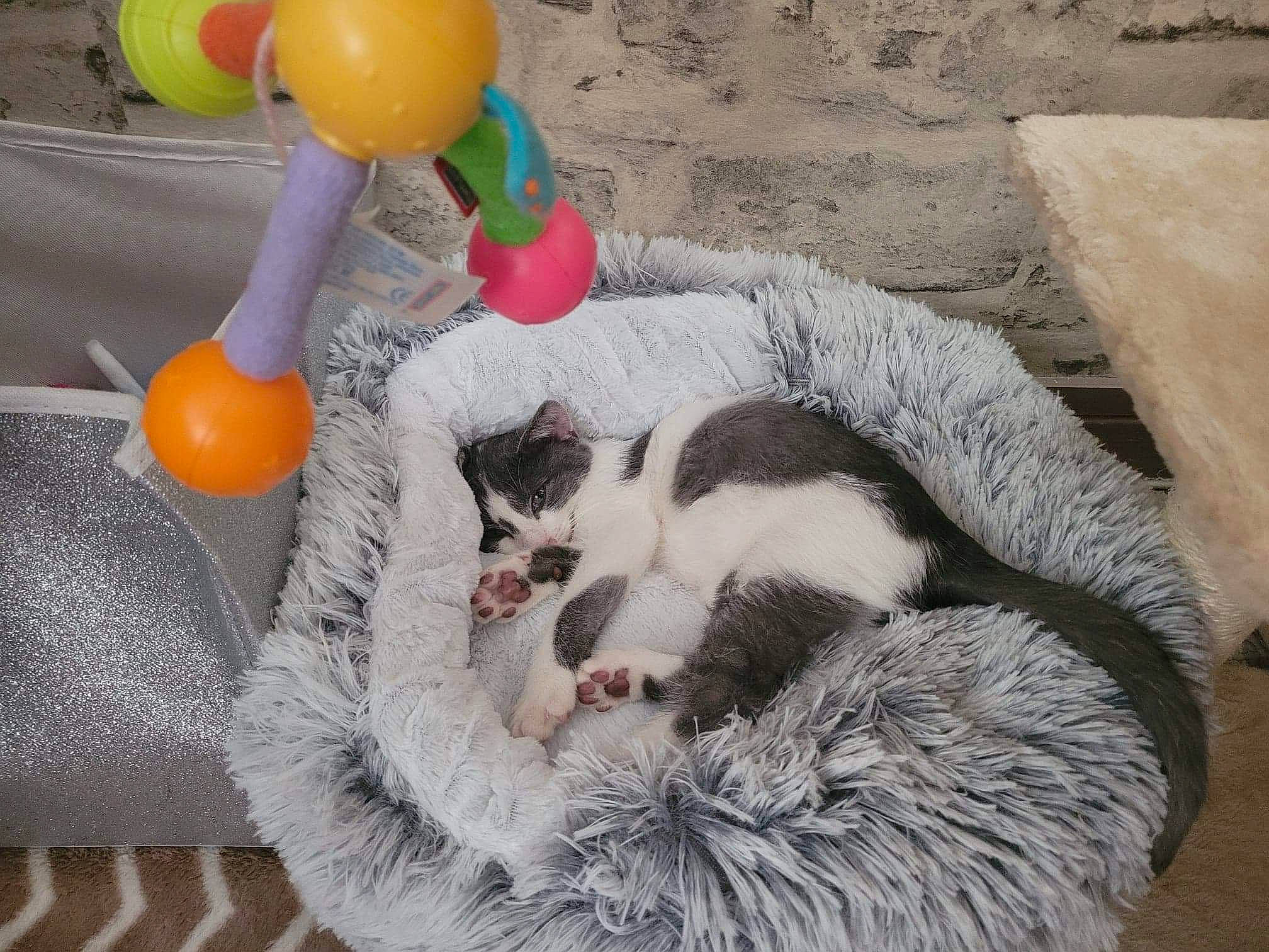 Tiamo participe au concours pour gagner de l'argent avec cette photo : art, balloon, carnivore, cat, cat_bed, cat_furniture, cat_supply, claw, comfort, couch, domestic_short_haired_cat, event, felidae, fur, party_supply, paw, small_to_medium_sized_cats, tail, toy, whiskers