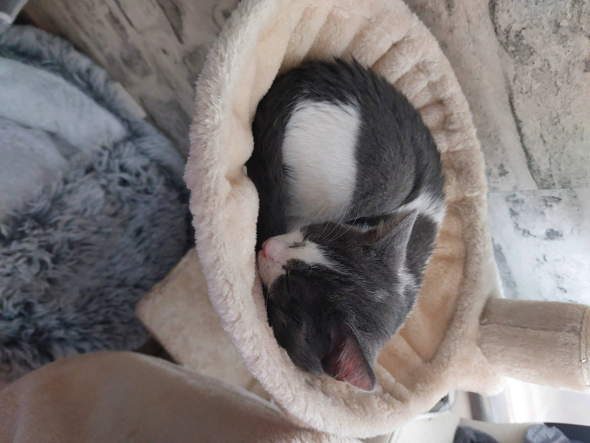 Tiamo participe au concours pour gagner de l'argent avec cette photo : carnivore, cat, cat_bed, claw, comfort, dog_breed, domestic_short_haired_cat, fawn, felidae, fur, nap, paw, small_to_medium_sized_cats, snout, sporting_group, tail, terrestrial_animal, whiskers, window, wood