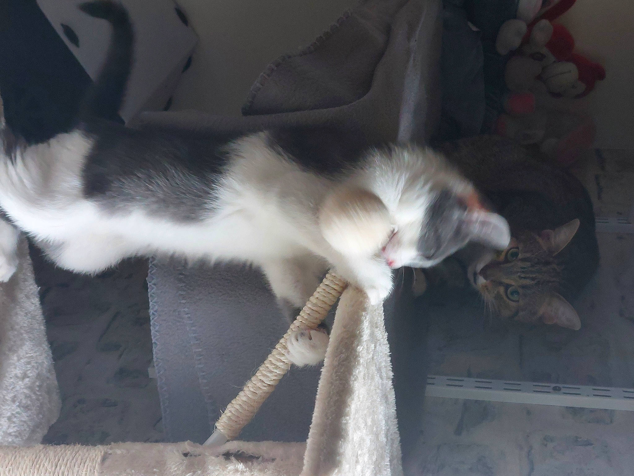 Tiamo participe au concours pour gagner de l'argent avec cette photo : canidae, carnivore, cat, claw, comfort, domestic_short_haired_cat, felidae, fur, human_leg, paw, small_to_medium_sized_cats, snout, tail, whiskers, window