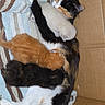 animal_family, baby_animals, calico_cat, cardboard_box, cat, cozy, cuddle, cute, domestic_cat, feline, fur, indoor, kitten, mother_cat, nursing, pets, resting, sleeping, striped_towel, towel