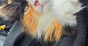 Luna joined the competition — help win amazing prizes! adorable, animal, black_clothing, calico, cat, closeup, cozy, curious, cute, feline, fur, indoor, jacket, kitten, paw, pet, relaxed, soft, whiskers, young